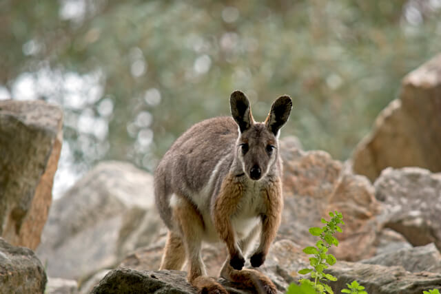 A wallaby stood on some rocks