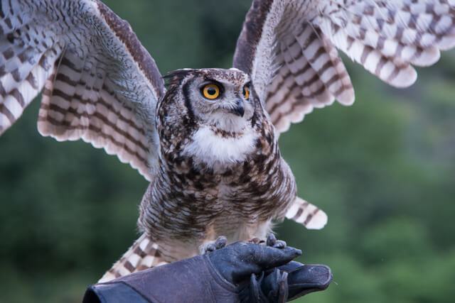 An owl landing on a gloved hand