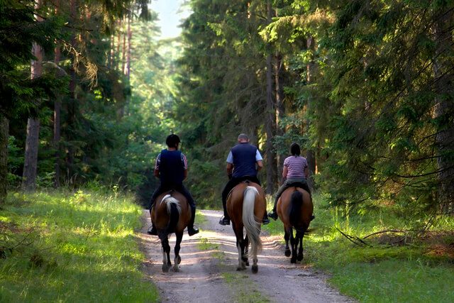 Three people riding through the trees on a pony trek